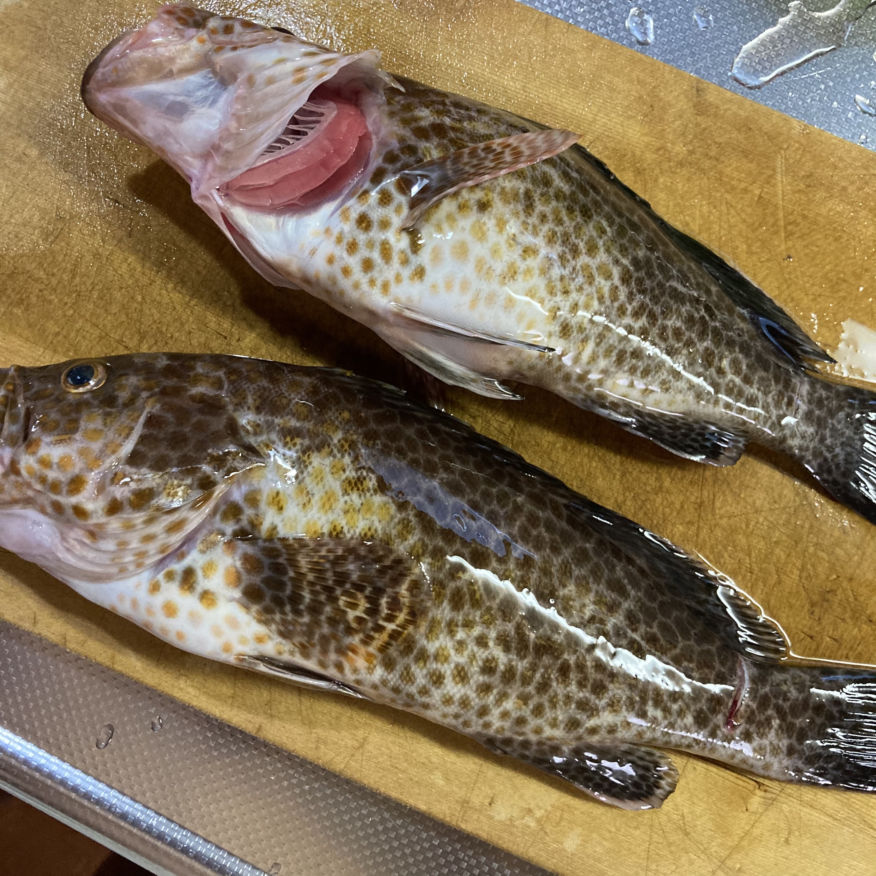 魚捌き/買取/捌き代行PR画像(写真コメントが入ります)