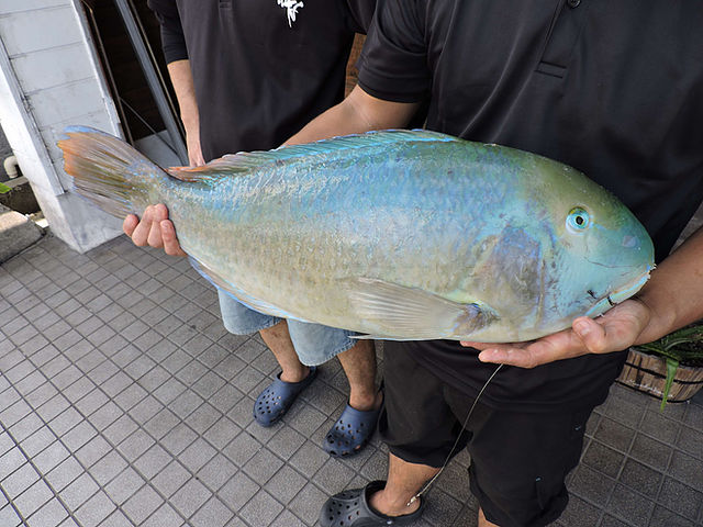魚持ち込みOK!奄美大島への遠征釣行にぜひ!
