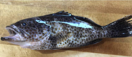  タイトル文（2）