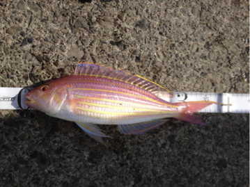  タイトル文（1）