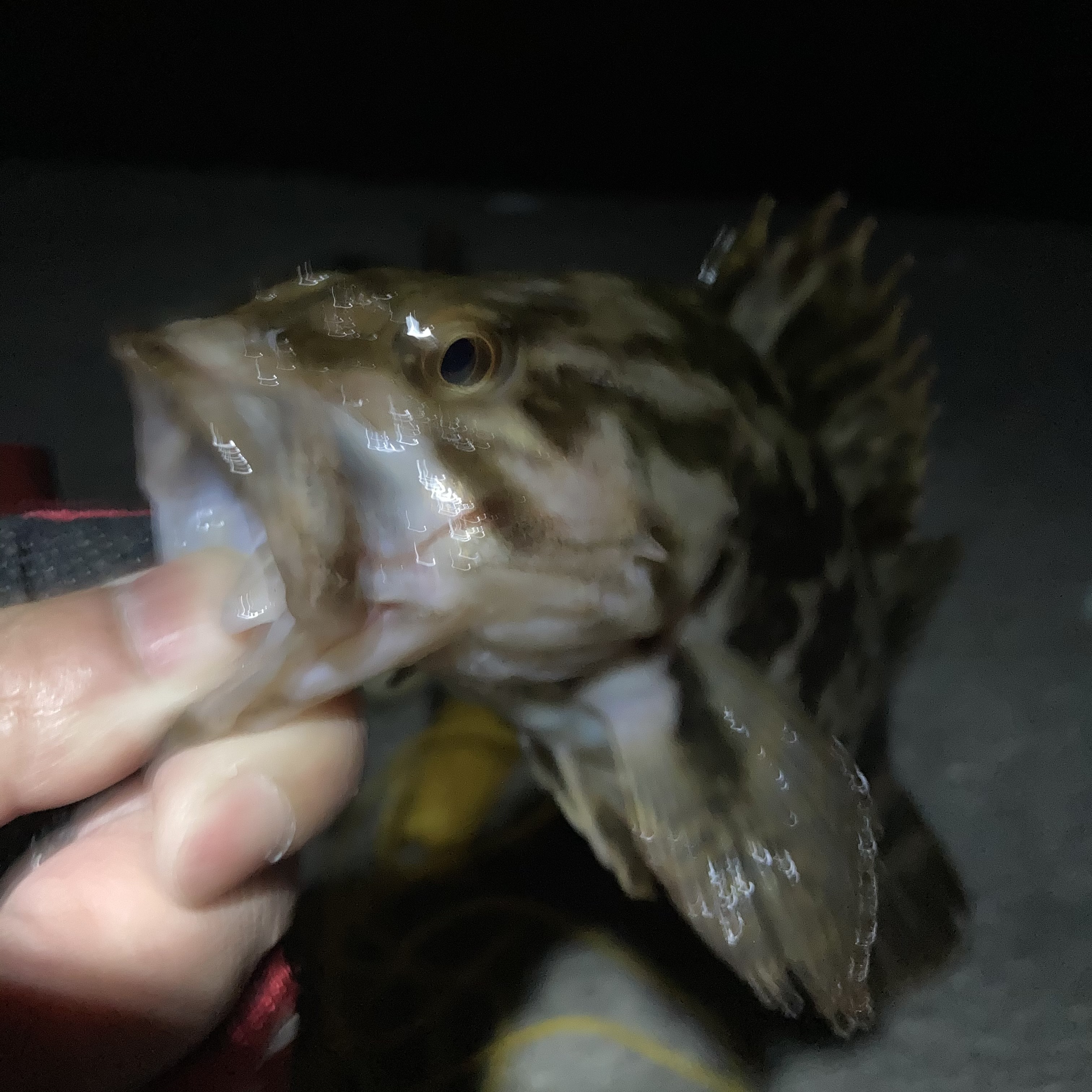  タイトル文（9）