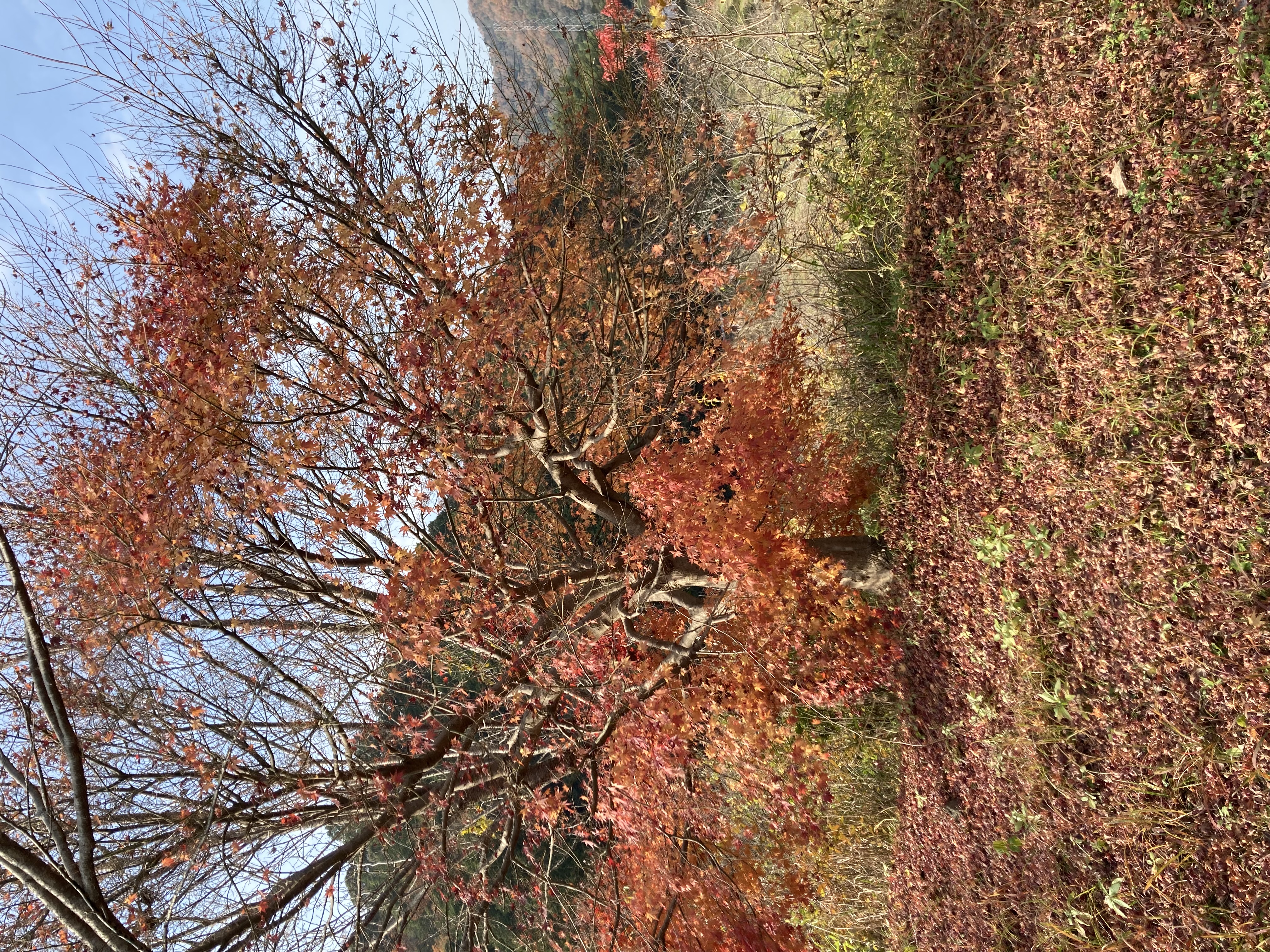  タイトル文（3）