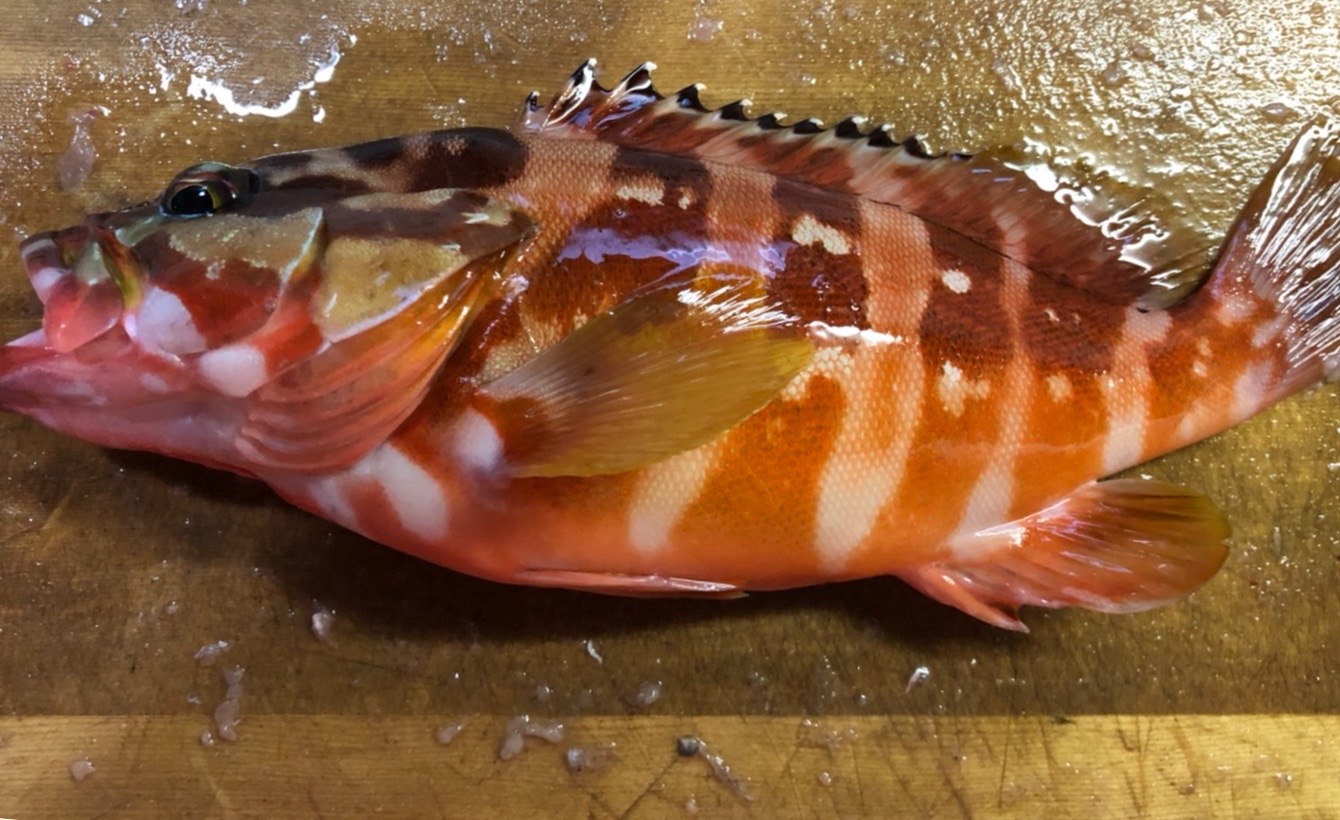  タイトル文（4）