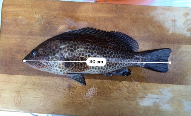  タイトル文（2）