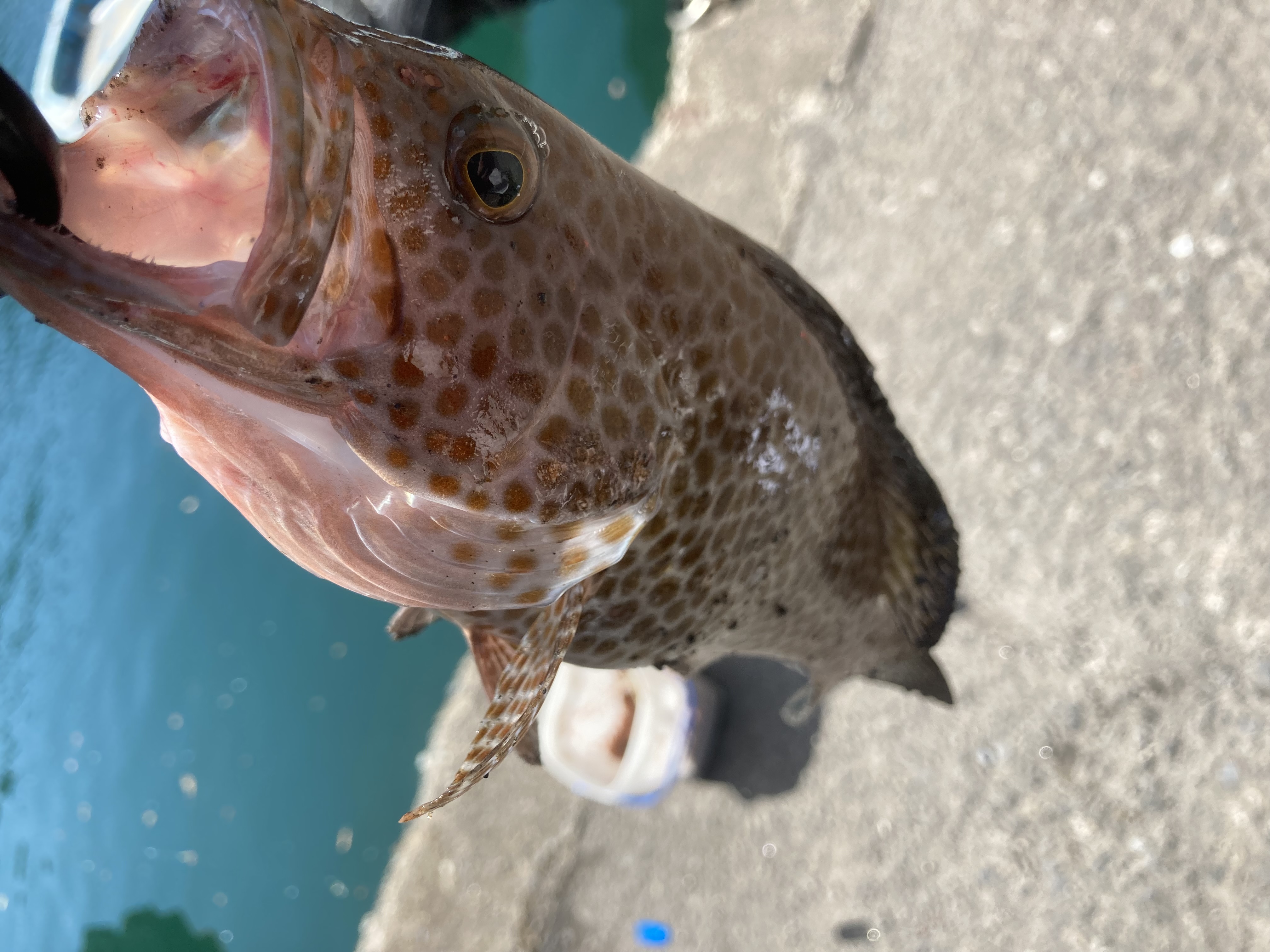  タイトル文（4）