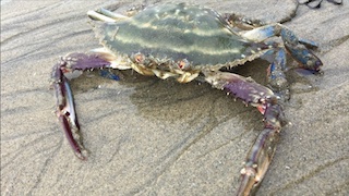  タイトル文（9）