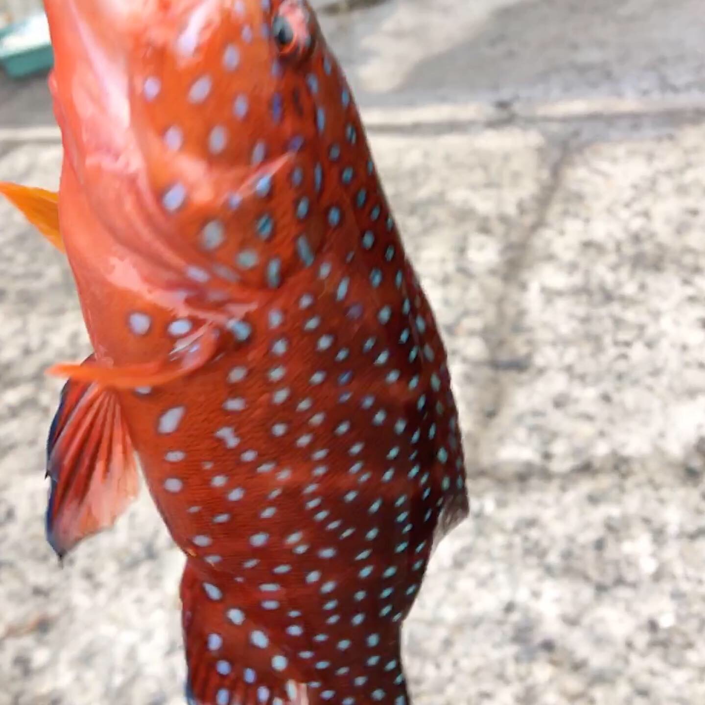  タイトル文（2）