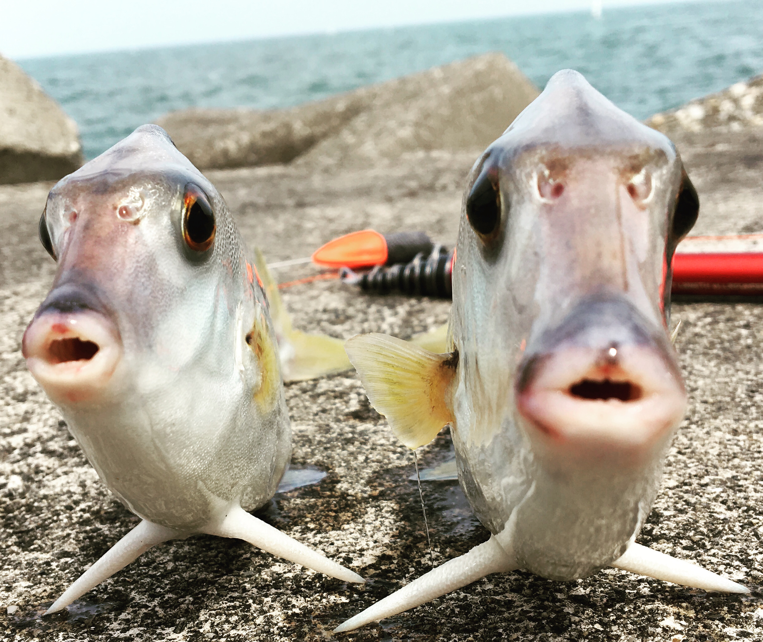  タイトル文（5）